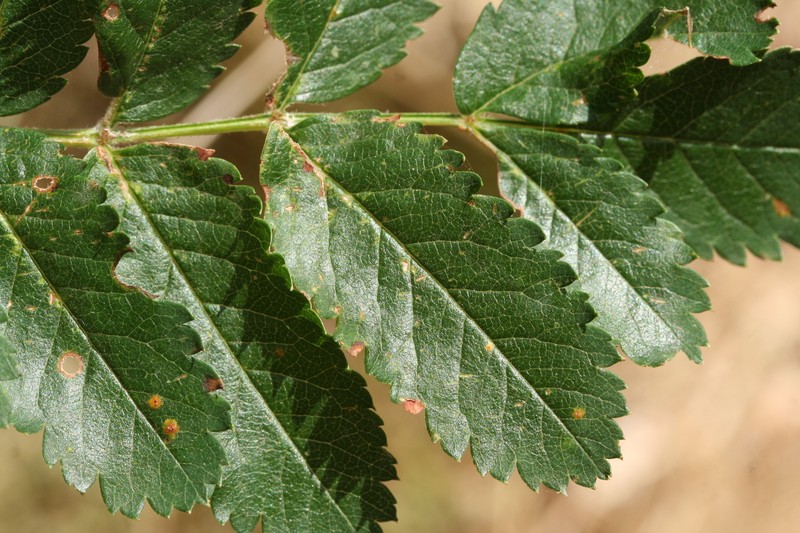 Sorbus aucuparia subsp. praemorsa photo 7