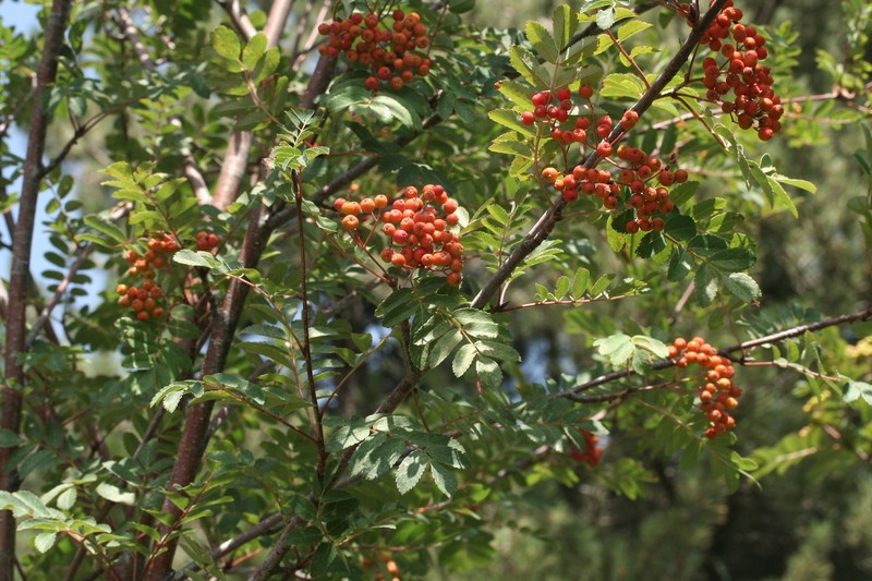 Sorbus aucuparia subsp. praemorsa photo 8