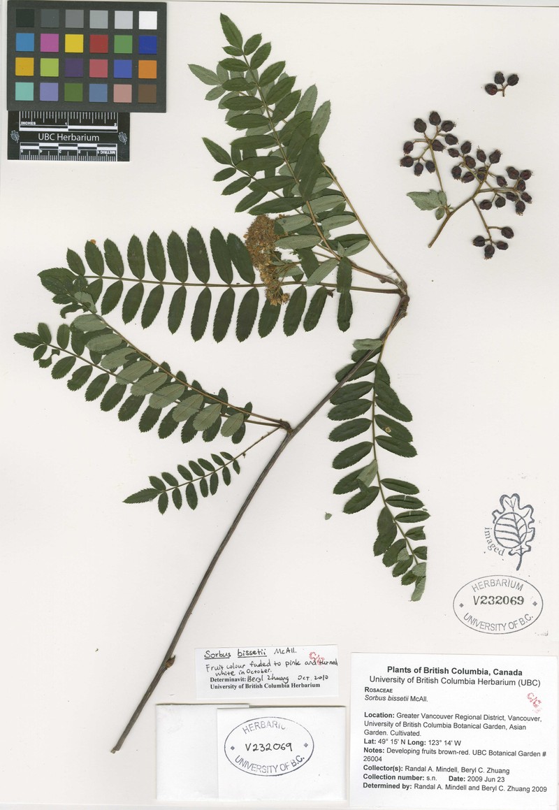 Sorbus bissetii