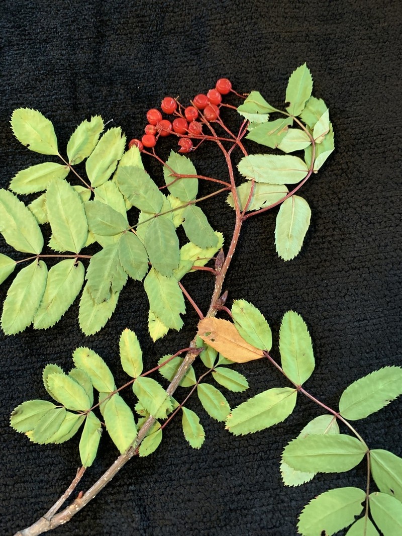 California Mountain Ash photo 3
