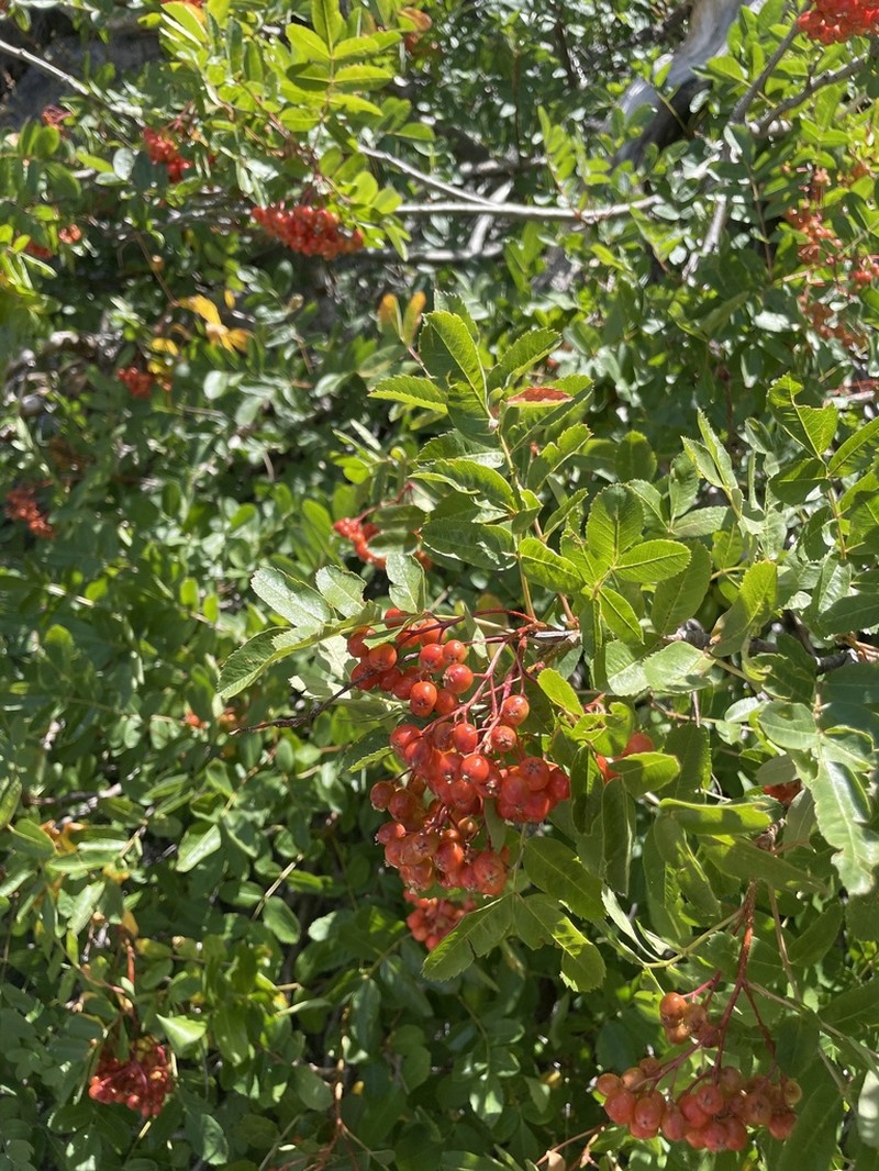 California Mountain Ash photo 4