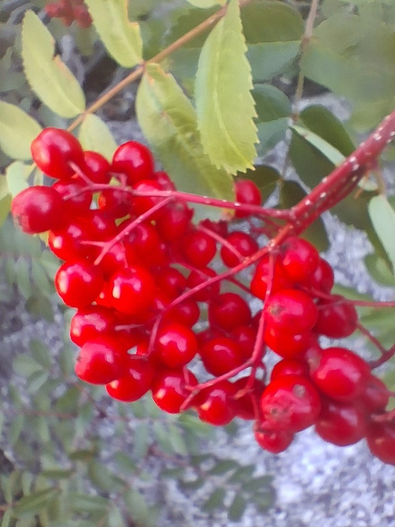 California Mountain Ash photo 5