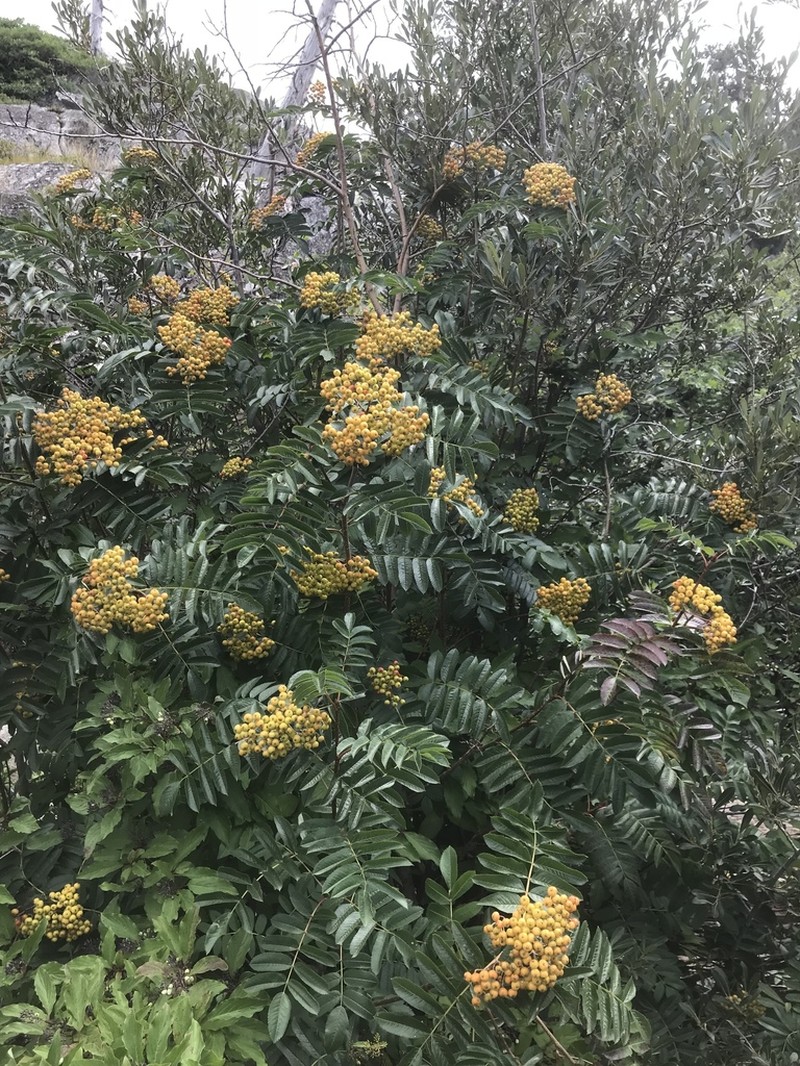 California Mountain Ash photo 6