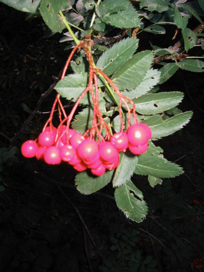 California Mountain Ash photo 7