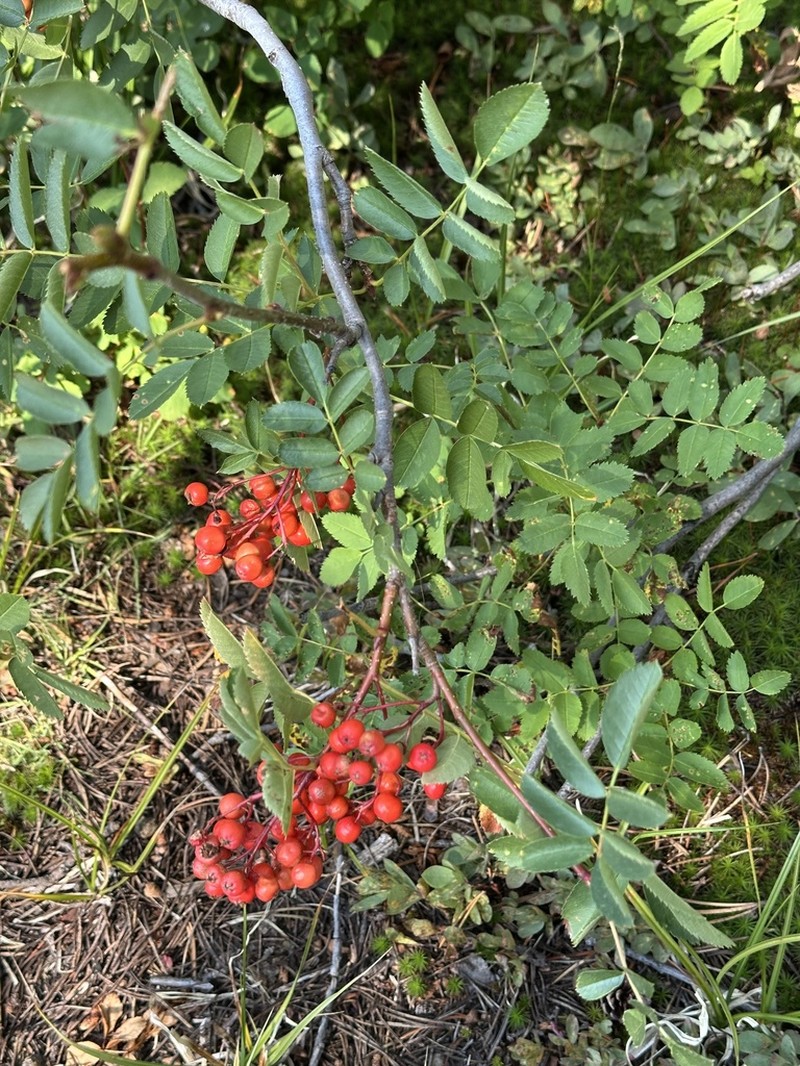 California Mountain Ash photo 8