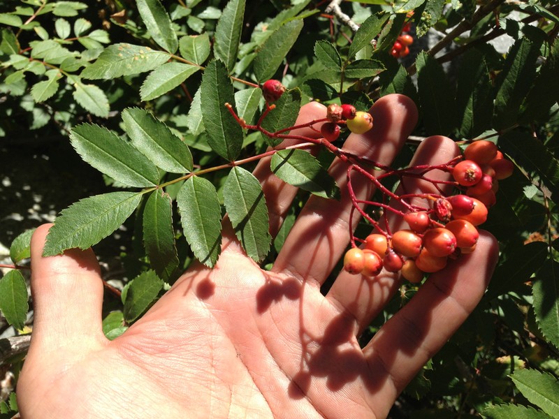 California Mountain Ash photo 9