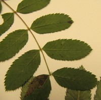 California Mountain Ash