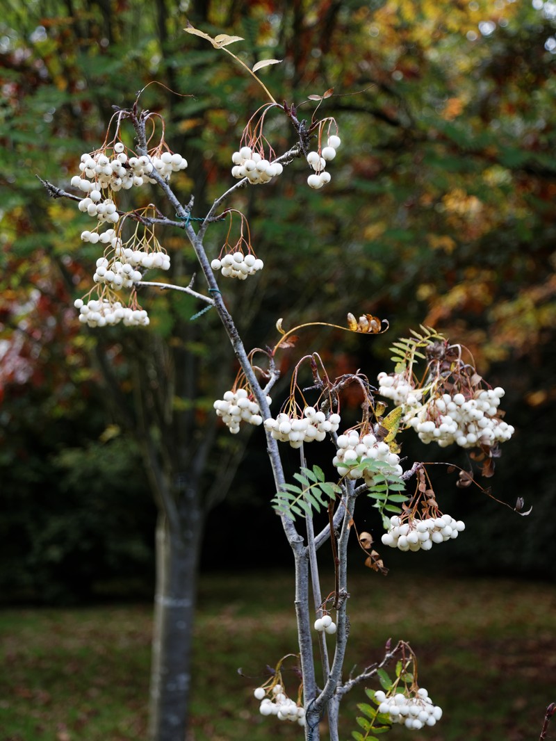 Sorbus cashmiriana