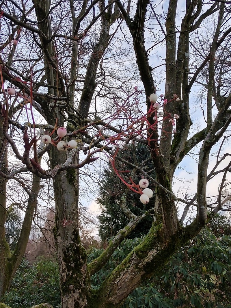 Sorbus cashmiriana photo 2