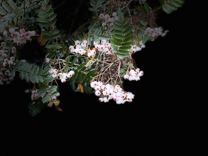 Sorbus cashmiriana photo 3