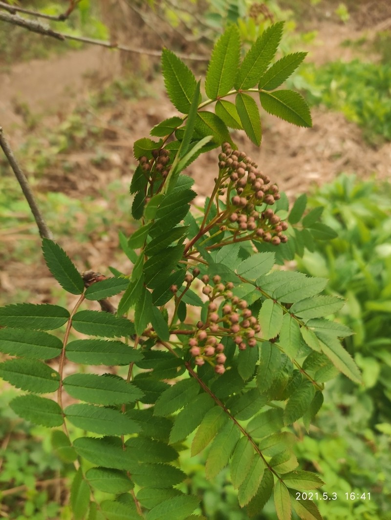 Sorbus cashmiriana photo 4