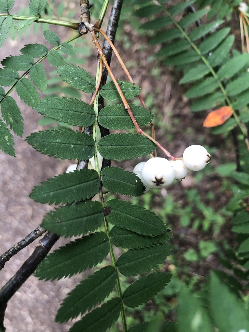 Sorbus cashmiriana photo 5