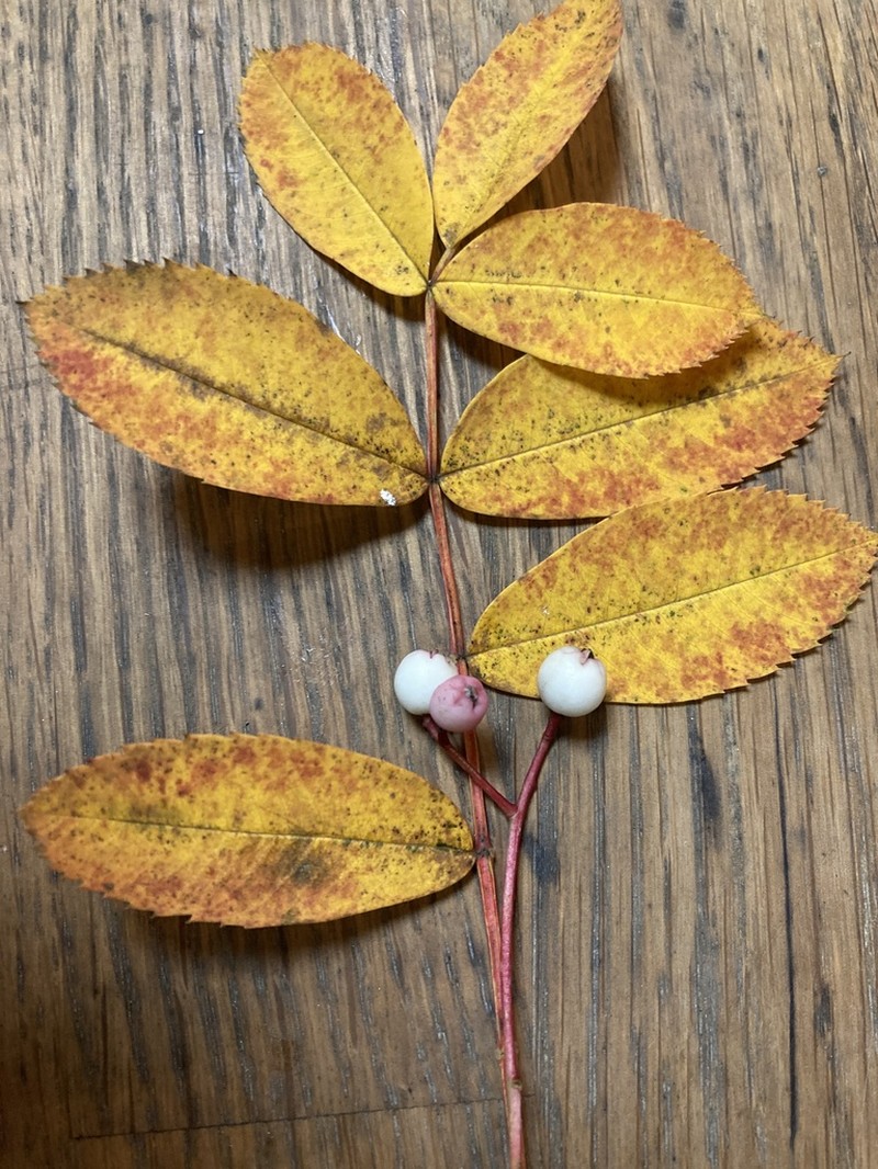 Sorbus cashmiriana photo 6