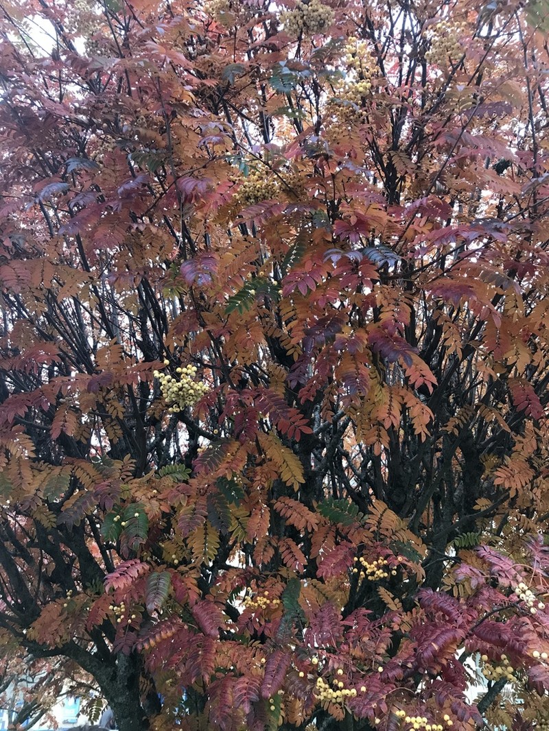 Sorbus cashmiriana photo 7