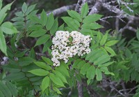 Sorbus commita