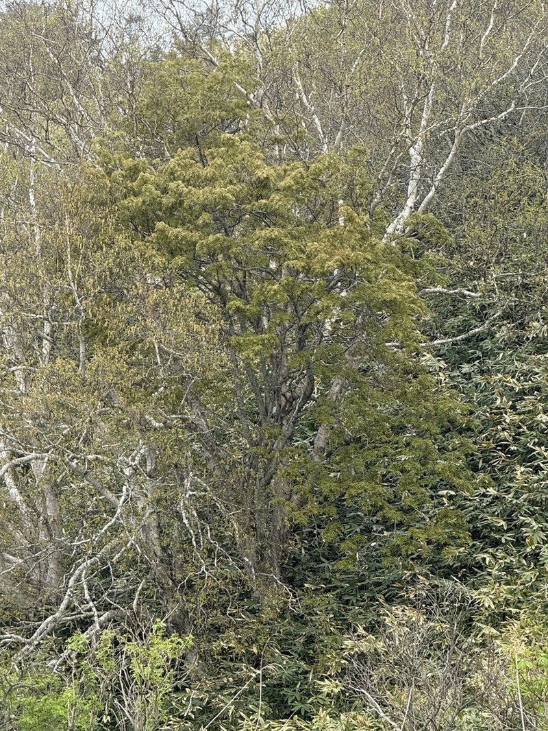Sorbus commita photo 2
