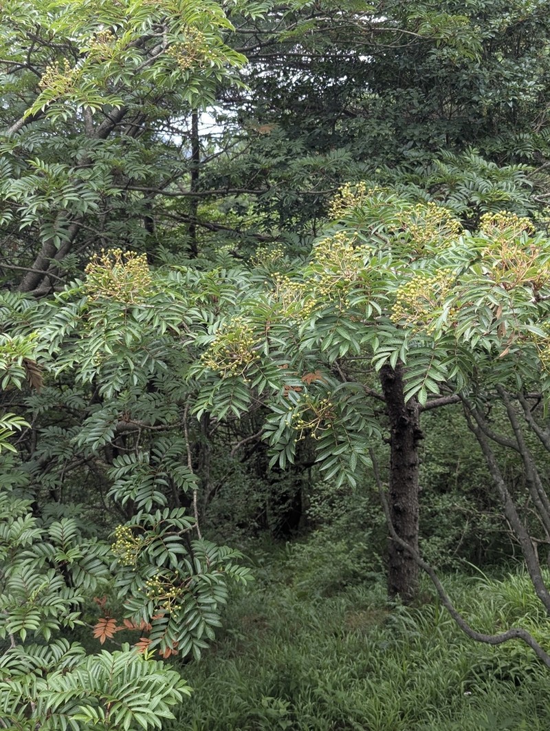 Sorbus commita photo 3