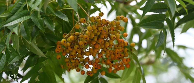 Sorbus commita photo 4