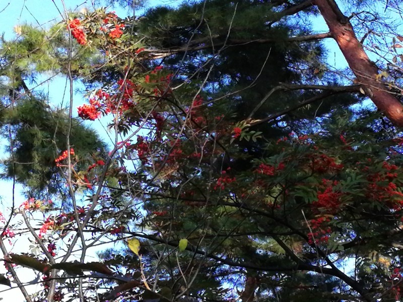 Sorbus commita photo 5