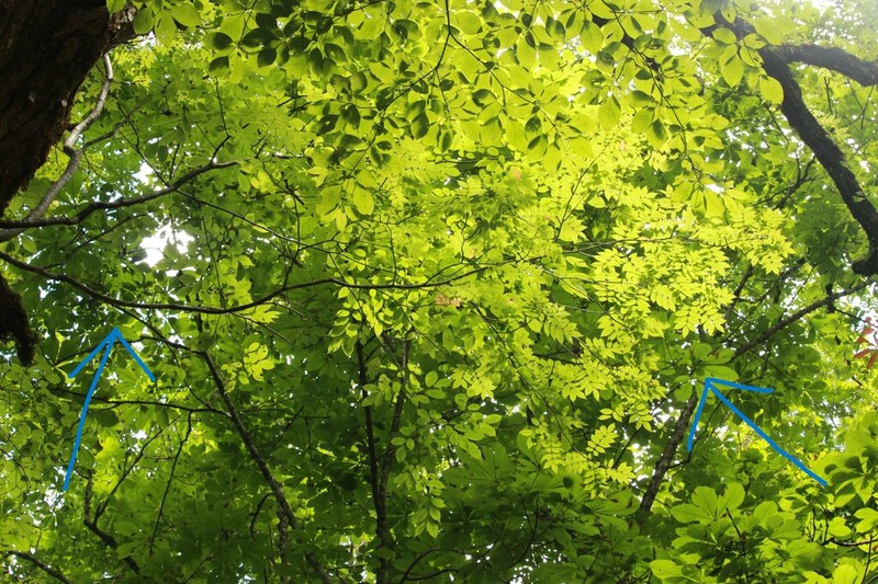 Sorbus commita photo 6