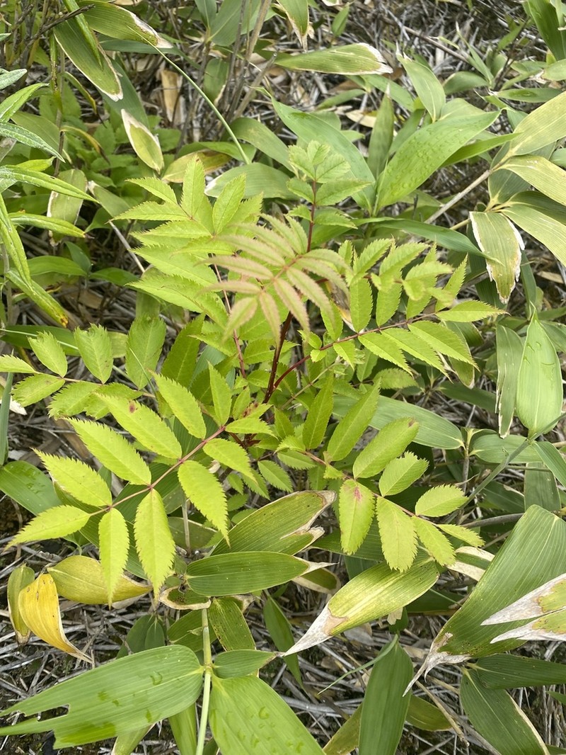 Sorbus commita photo 7