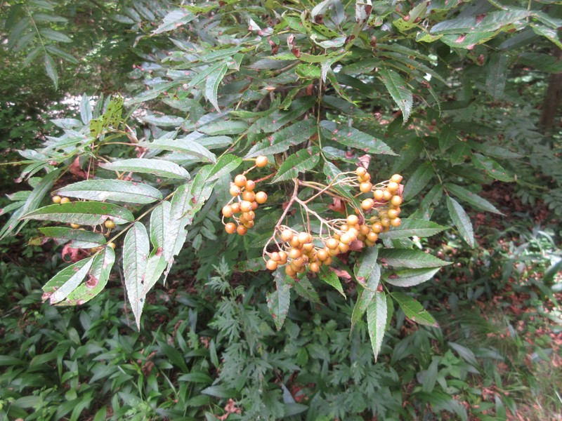 Sorbus commita photo 8
