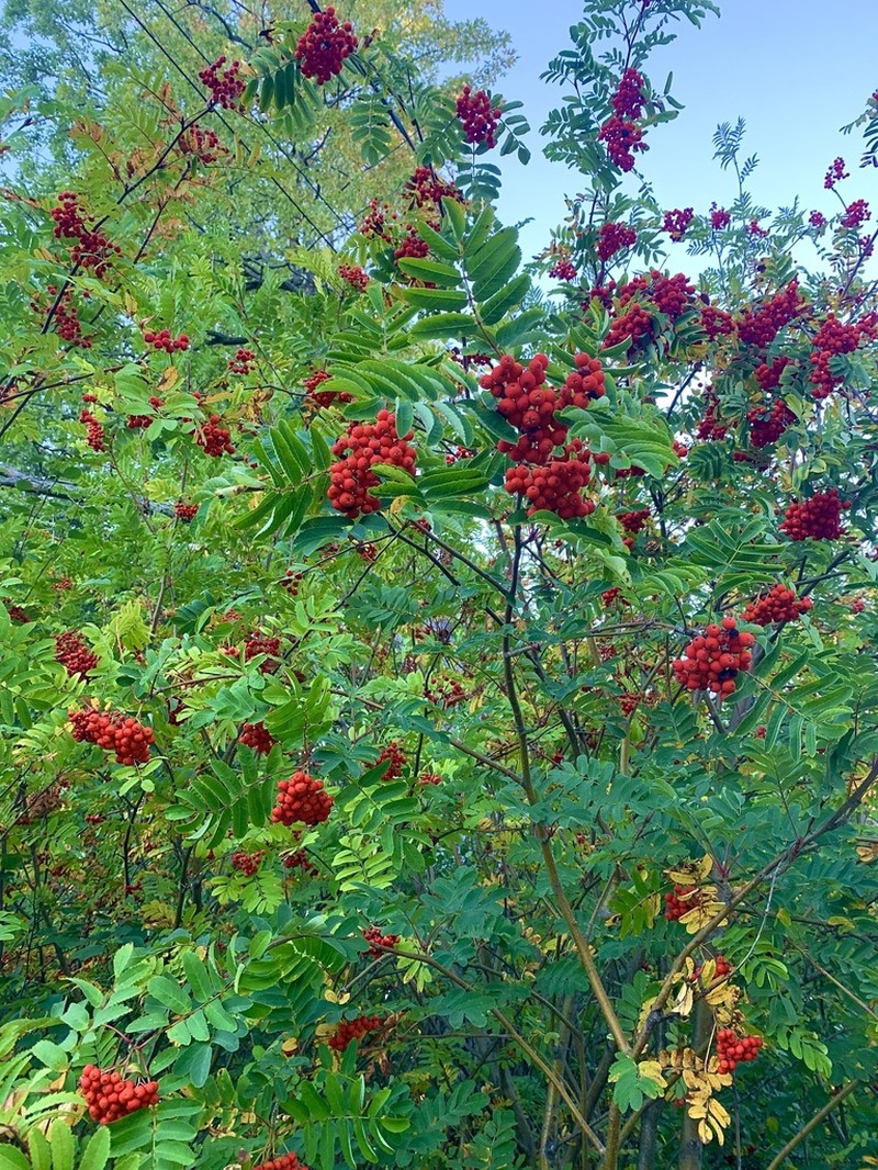 Northern Mountain Ash photo 4