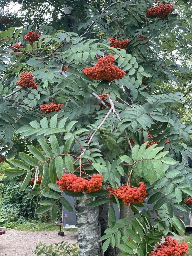 Northern Mountain Ash photo 5