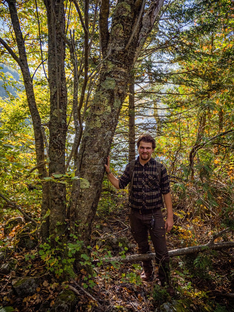 Northern Mountain Ash photo 6