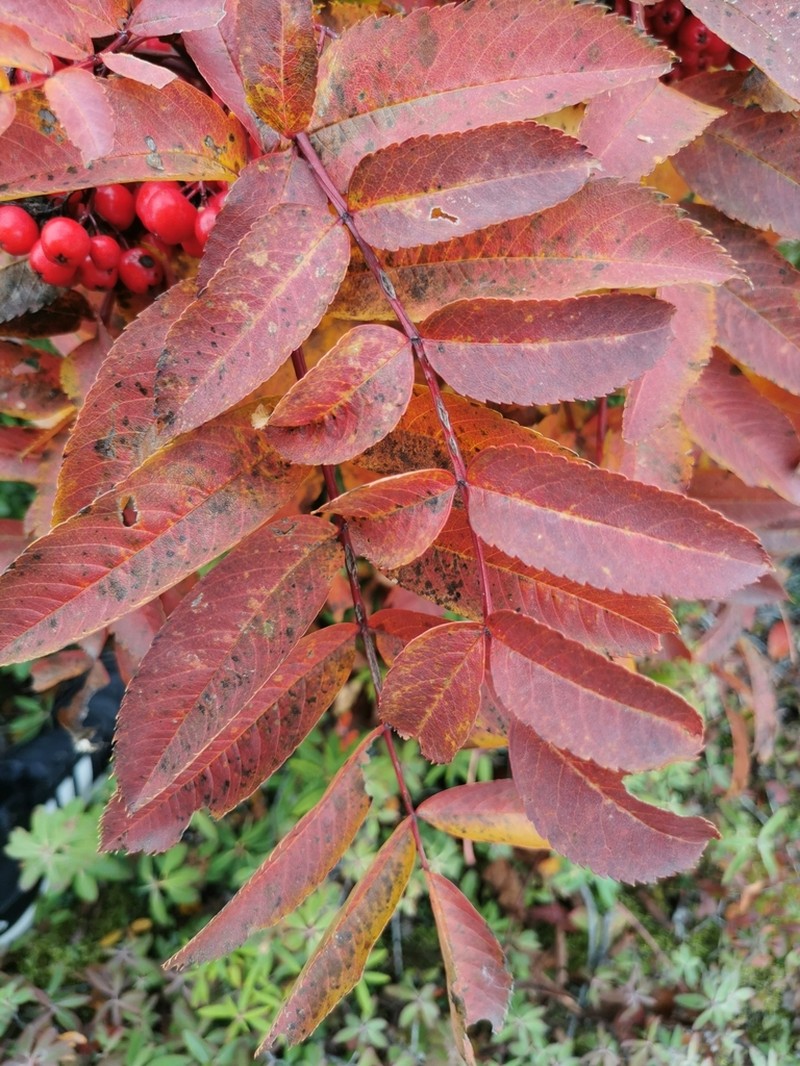 Northern Mountain Ash photo 7