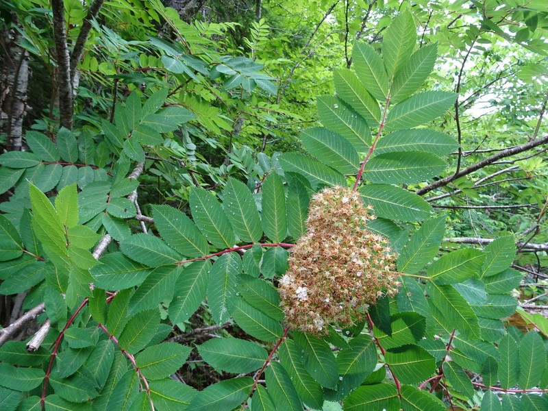 Northern Mountain Ash photo 8