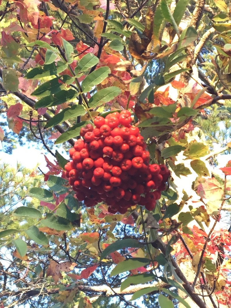 Greenland Mountain Ash photo 3
