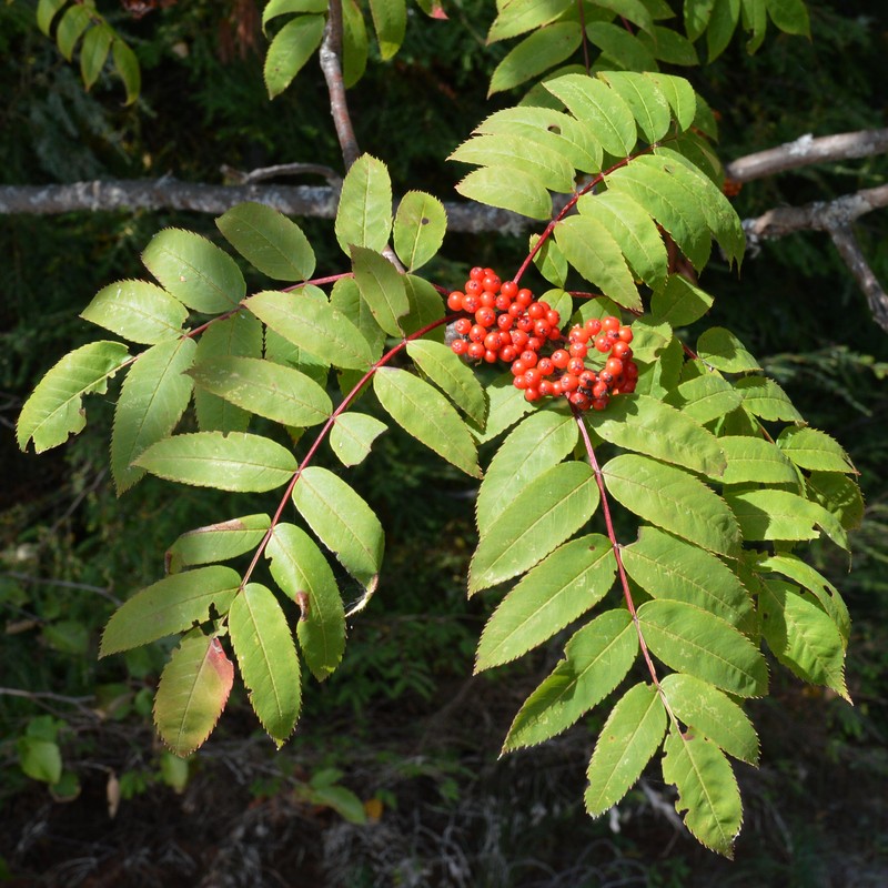 Northern Mountain Ash photo 2