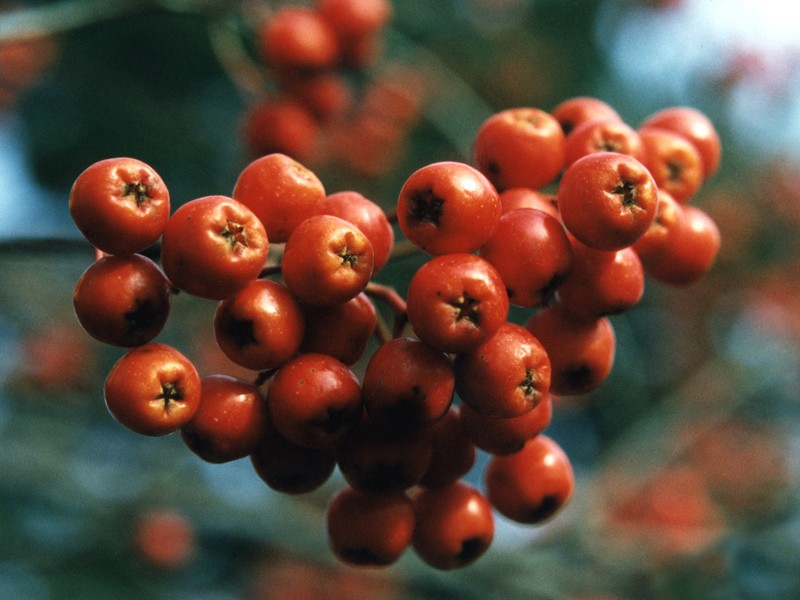 Northern Mountain Ash photo 3