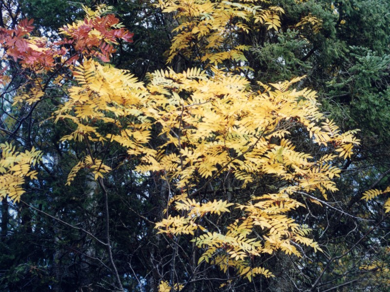 Northern Mountain Ash photo 4