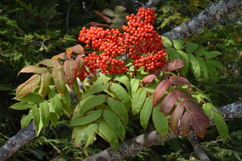 Northern Mountain Ash photo 5