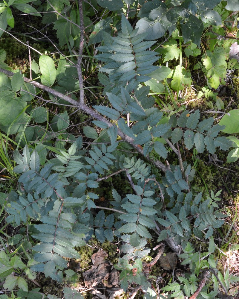 Northern Mountain Ash photo 6