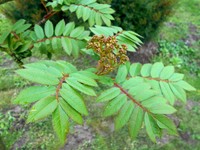 Sorbus discolor