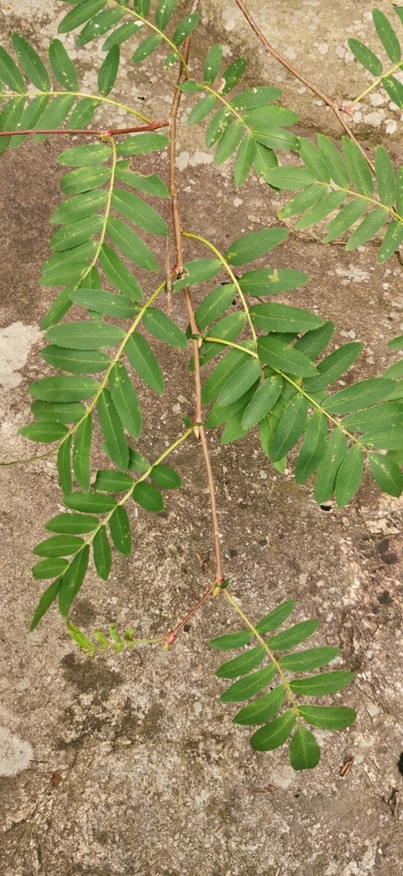 Sorbus discolor photo 2