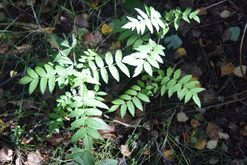 Sorbus discolor photo 3