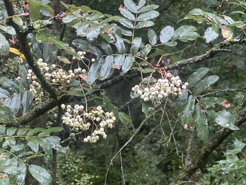 Sorbus discolor photo 4