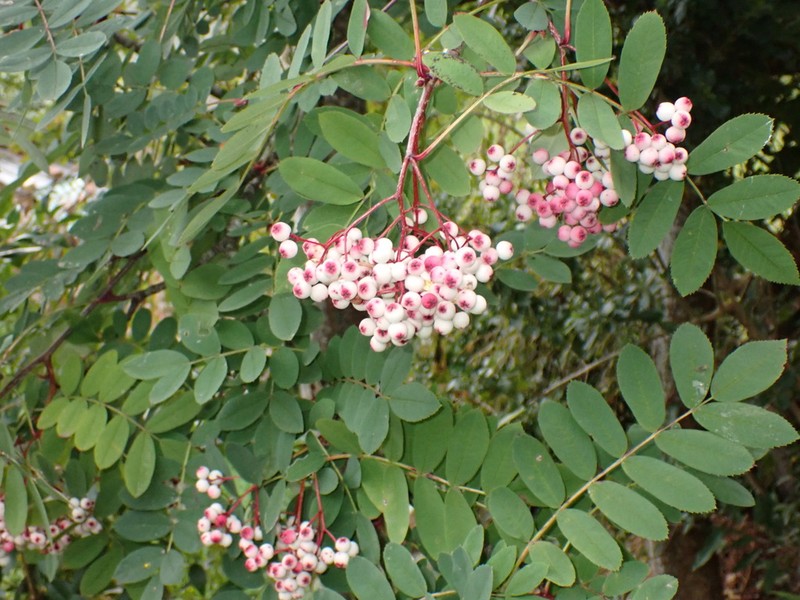 Sorbus discolor photo 5