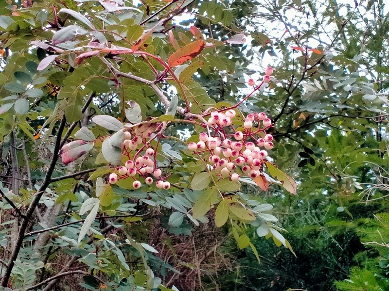 Sorbus discolor photo 6
