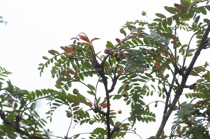 Sorbus discolor photo 7