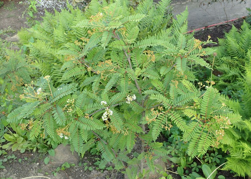 Sorbus eburnea