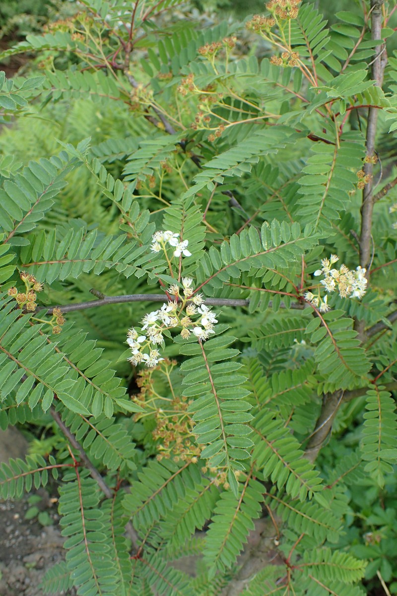 Sorbus eburnea photo 2