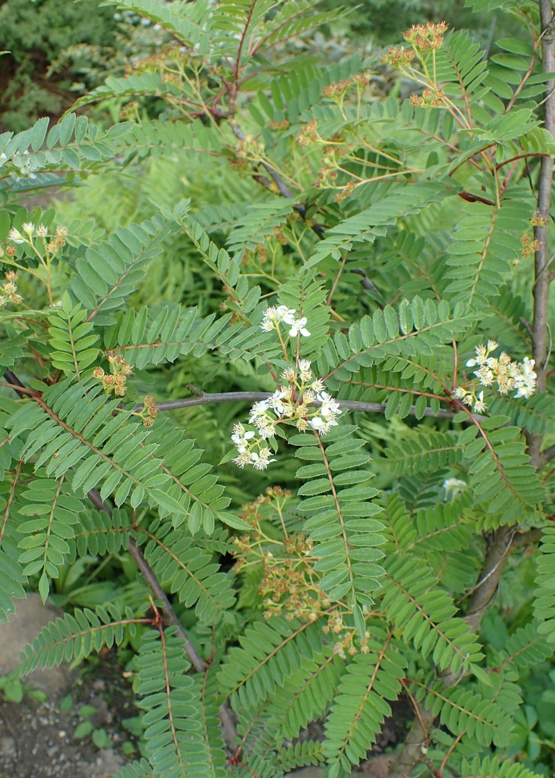 Sorbus eburnea photo 3