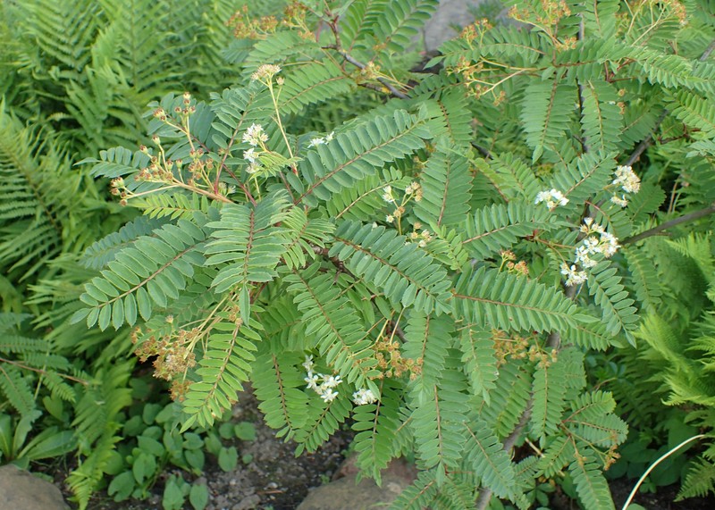 Sorbus eburnea photo 4