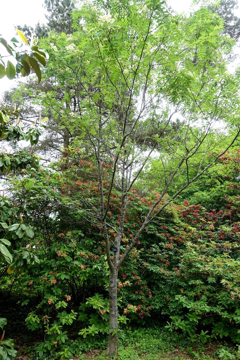 Sorbus ellipsoidalis