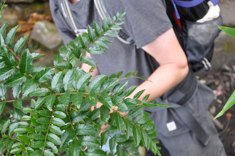 Sorbus fansipanensis